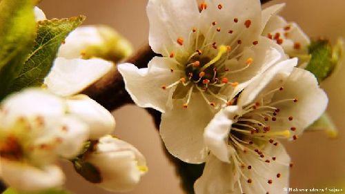 دکلمه های کوتاه و دلنشین/ استقبال از بهار...شعری از فریدون انوشه با صدای شیرین