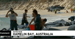 حدود ۱۵۰ نهنگ در ساحل استرالیا گرفتار شدند