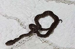 وحشت دختر استرالیایی با دیدن مار در رختخوابش  