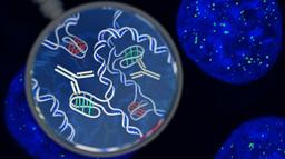 توسط محققان استرالیا، ساختار جدیدی از دی.ان.ای در سلول های انسان شناخته شد