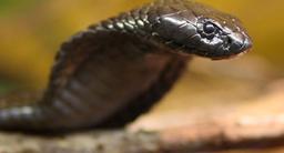 اثر «مارکبری»، در اقتصاد ایران