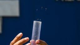 موفقیت پژوهشگران استرالیا در مبارزه با پشه ناقل بیماری از طریق عقیم کردن نرها