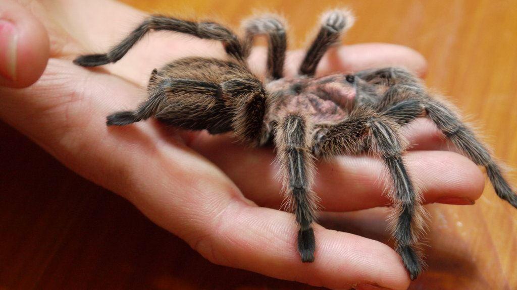 به چه دلیل از "عنکبوت"  میترسیم ؟