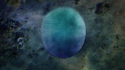 شناسایی قدیمی‌ترین جانور روی زمین توسط دانشمندان استرالیا