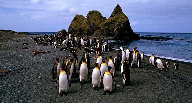  کشته شدن حدود 60  پنگوئن در ساحل جزیره تاسمانی استرالیا 