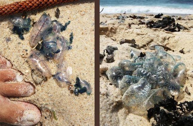 مقامات محلی ایالت کویینزلندِ شنا کردن و قدم زدن در سواحل این منطقه را منع کردند