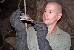 محققان استرالیا ..."سم موجود در بزاق خفاش‌های خون‌آشام داروی برخی از بیماری ها"