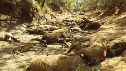 هلاک شدن گله اسب‌های وحشی در گرمای بی‌سابقه استرالیا 