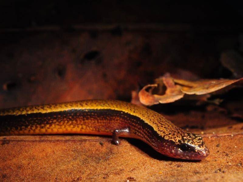  روش عجیب تولیدمثل نوعی مارمولک در استرالیا