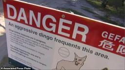 استرالیا/نجات کودک 14 ماهه از دهان سگ وحشی