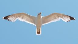 کپی‌برداری از بالهای مرغ‌ دریایی برای ساخت توربین‌های کوچک توسط محققان استرالیا