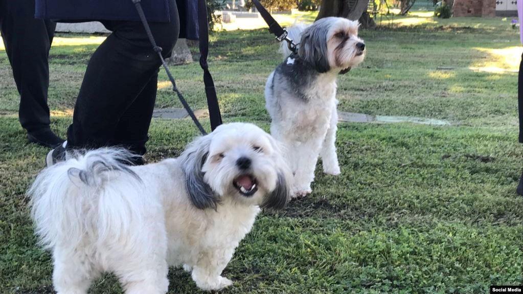  در ایالت ویکتوریای استرالیا ،دو سگ کوچولو صاحب‌شان را از تجاوز جنسی نجات دادند