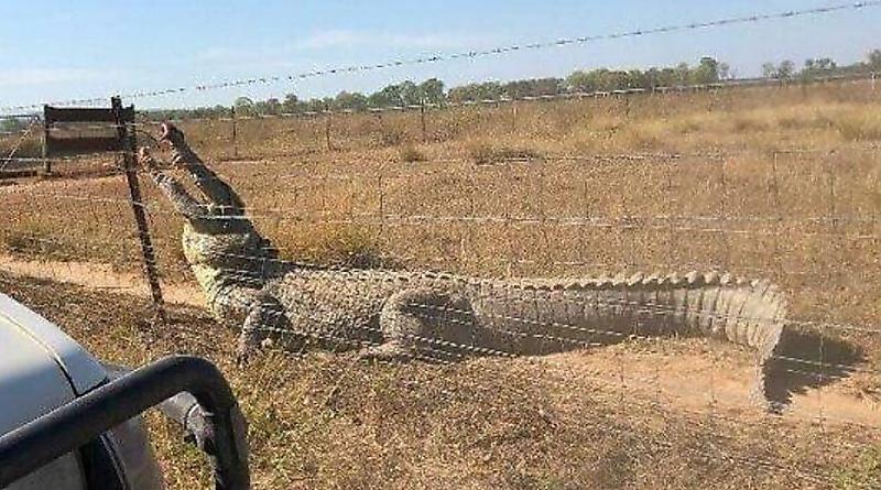 حمله تمساح به یک باغبان در ادلاید استرالیا