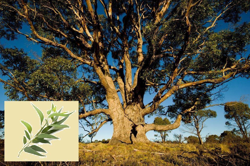 اکالیپتوس ، درخت بومی و معجزه گر  استرالیا