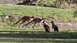  ایالت نیوساوت ولز استرالیا / یک نوجوان نوزده ساله 20 کانگورو را با خودرو خود زیر گرفت