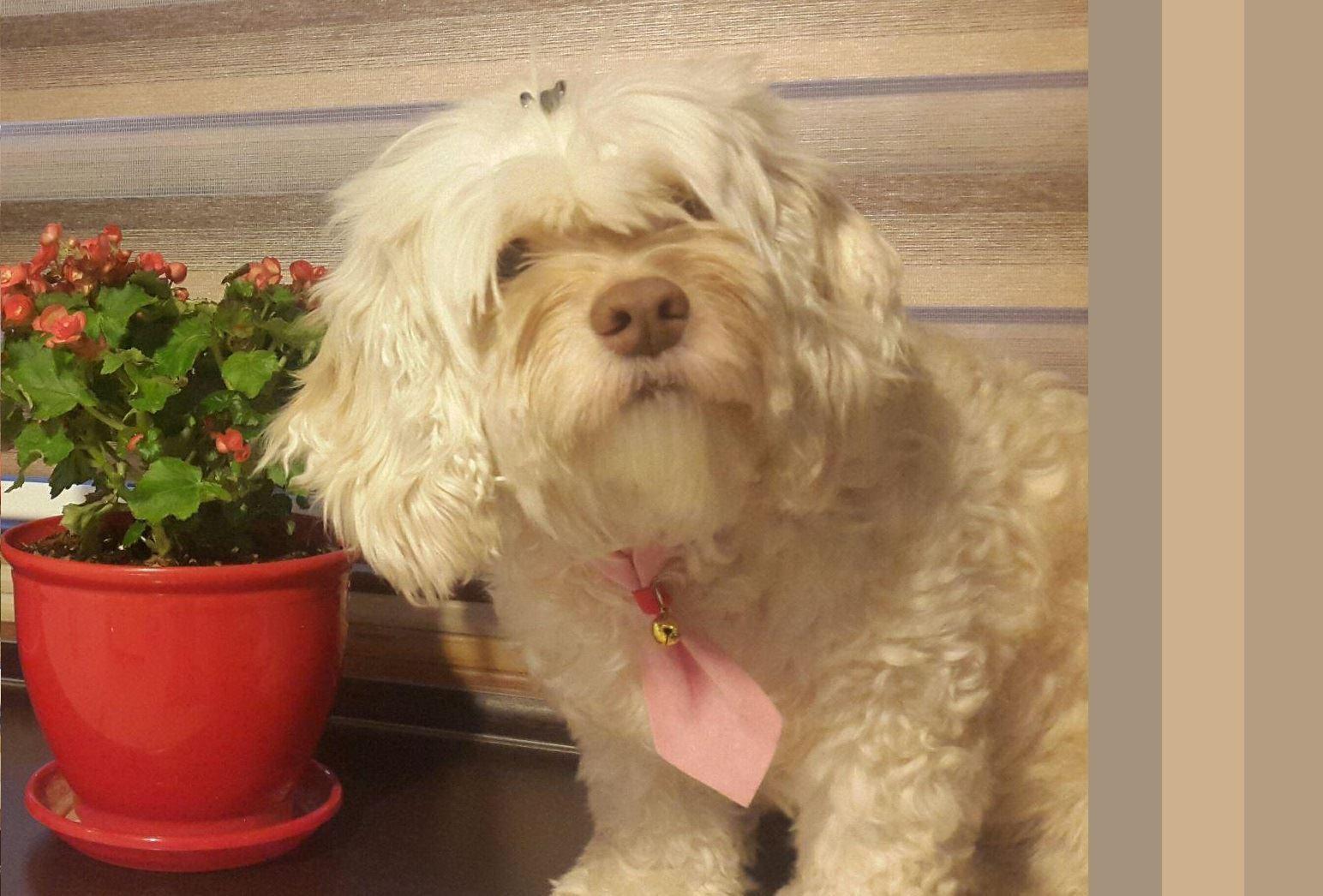 نگهداری سگ احتمال مرگ زودرس را تا ۲۴ درصد کاهش می‌دهد