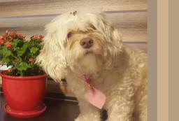 نگهداری سگ احتمال مرگ زودرس را تا ۲۴ درصد کاهش می‌دهد