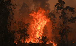 اعلام وضع فوق‌العاده در استرالیا بدلیل آتش سوزی های گستره