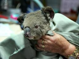  بیش از 2000 کوآلا در استرالیا کشته شدند/هزاران هکتار از زیستگاه کوآلا‌ها تخریب شده است