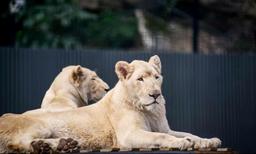 در اثر حمله شیرها در استرالیا،یک زن به شدت مجروح شد