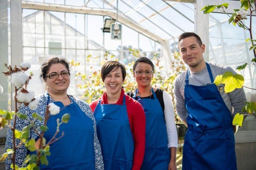 خداحافظ رنگهای شیمیایی! محققان استرالیا در حال تولید پنبه رنگی پایدار هستند