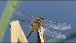 پژوهشگران استرالیا برای از بین بردن باکتری‌های مقاوم از بال مگس الهام گرفتند!