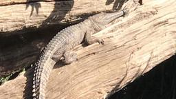 عملیات جستجو برای یافتن و نجات تمساح آب شیرین در کوئینزلند