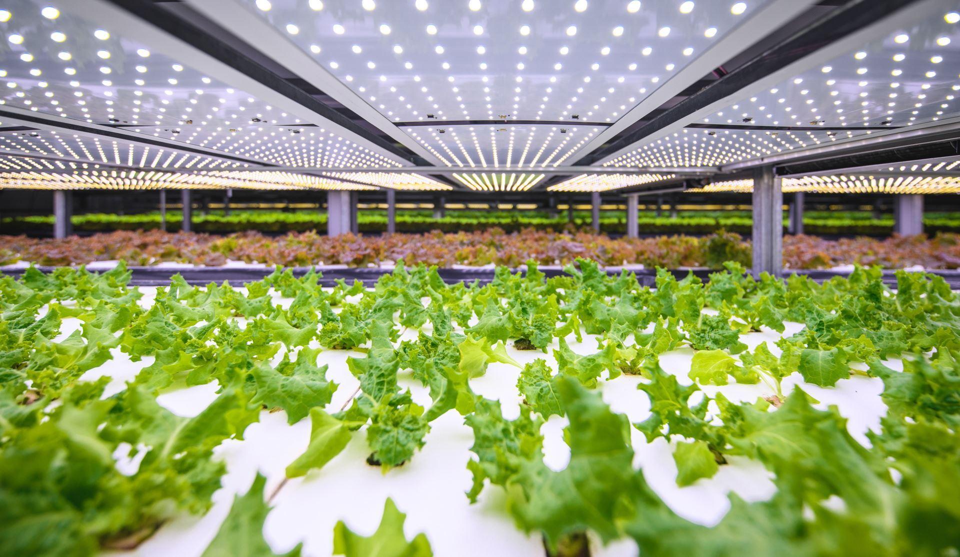 مزارع عمودی به کمک کشاورزی دانمارک می‌آیند