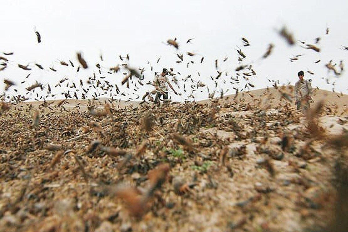 احتمال حمله ملخ‌های صحرایی به جنوب ایران
