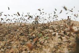 احتمال حمله ملخ‌های صحرایی به جنوب ایران