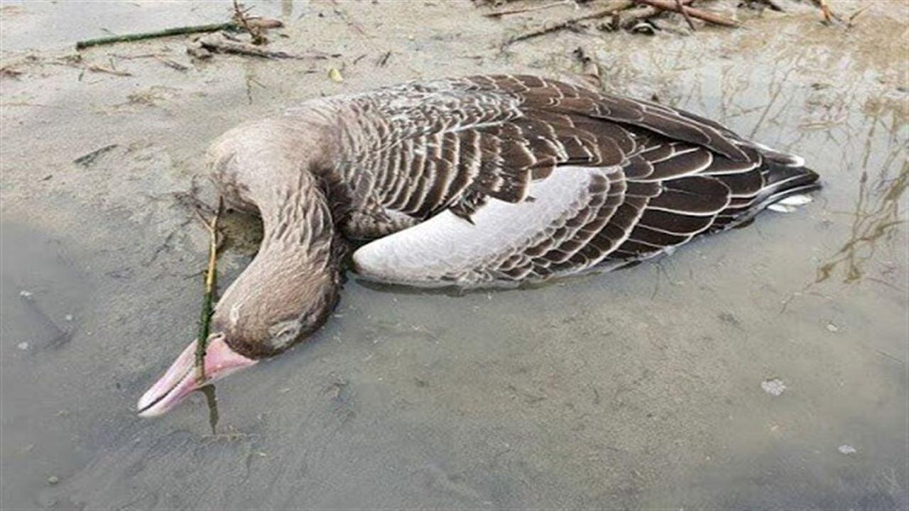 گسترش آنفلوآنزای فوق‌حاد پرندگان در ایران