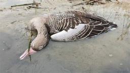 گسترش آنفلوآنزای فوق‌حاد پرندگان در ایران