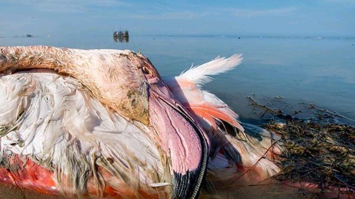 تلفات بیش از 12 هزار پرنده در ایران