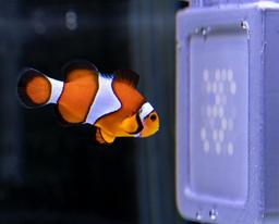 اختراع تلویزیون ماوراءبنفش برای درک دنیای حیوانات