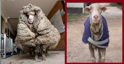  پشم های گوسفند جنگل خواب در استرالیا کوتاه شد