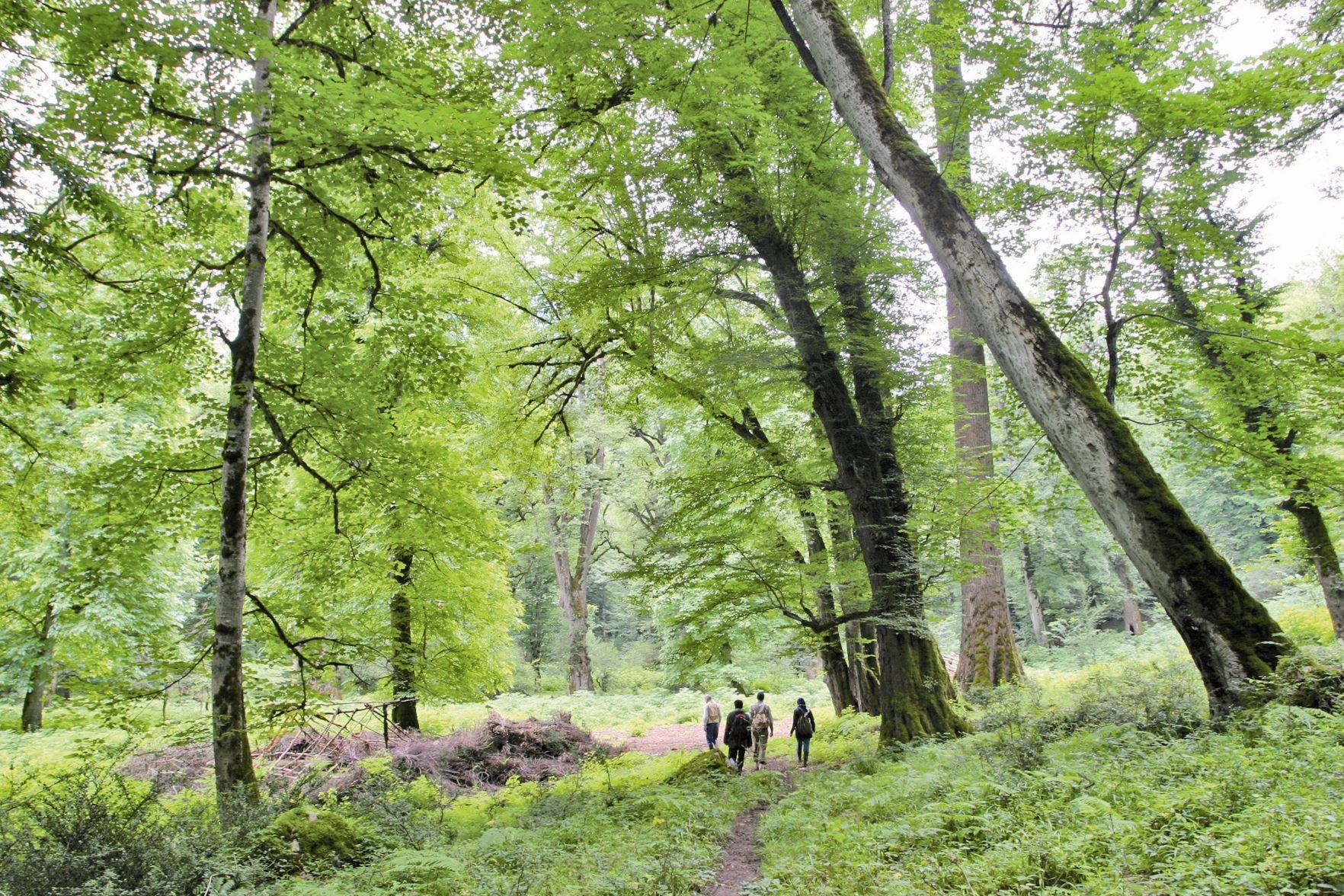 سرانه جنگل ایرانی‌ها یک چهارم استاندارد جهانی