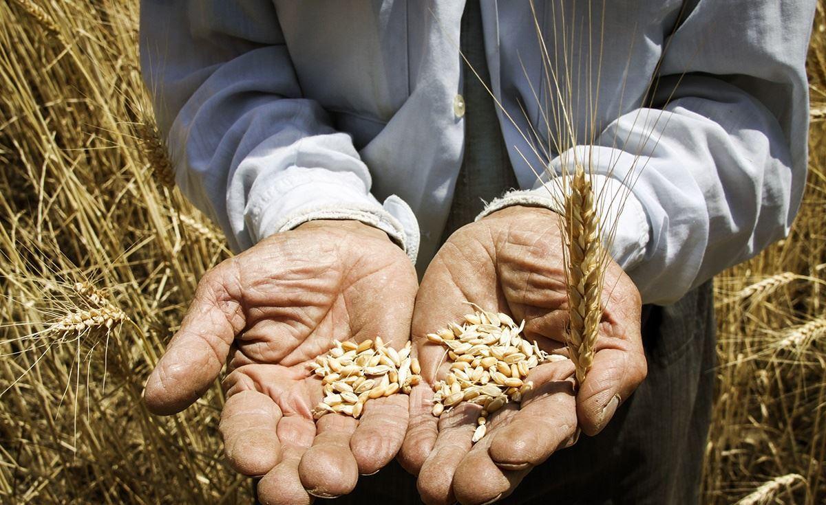 افزایش ۳۰ درصدی قیمت غلات طی سال ۲۰۲۰