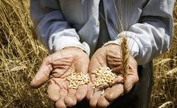 افزایش ۳۰ درصدی قیمت غلات طی سال ۲۰۲۰