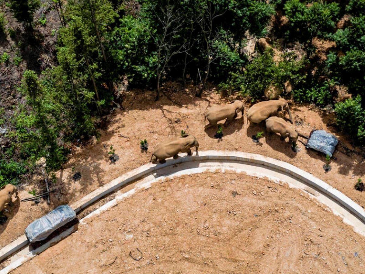 عبور گله فیل های وحشی از شهر کونمینگ چین