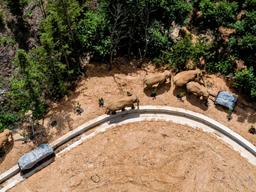 عبور گله فیل های وحشی از شهر کونمینگ چین