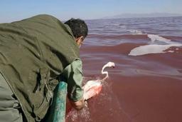 غلظت نمک دریاچه ارومیه، فلامینگوها را فراری داد