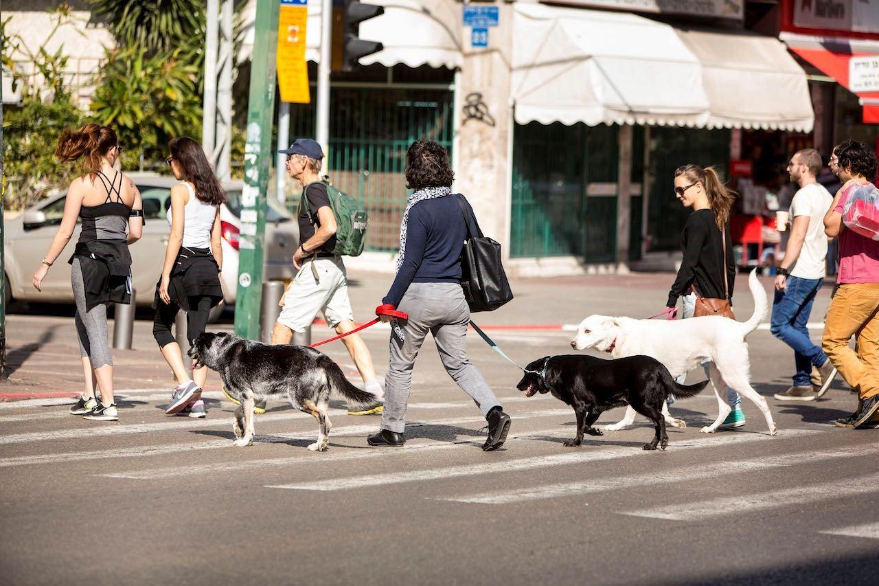 ابتکار شهرداری تل‌آویو در جریمه افرادی که مدفوع سگ‌شان را درخیابان رها می‌کنند 