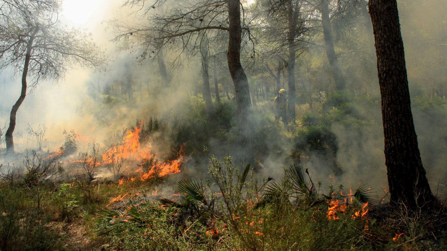 ته‌سیگار راننده، 400 هکتار از پارک طبیعی اسپانیا را سوزاند