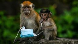 میمون‌بی، ویروس جدید در چین جان یک شهروند را گرفت