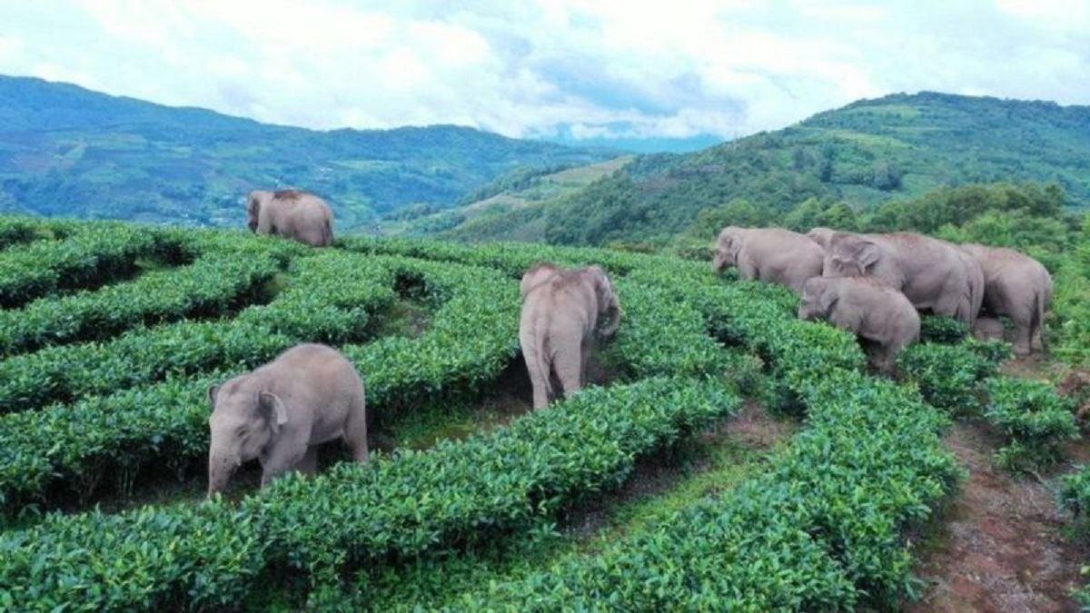 نقل مکان 150 هزار نفر انسانی که در مسیر گله‌ فیل‌ها هستند