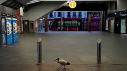 افزایش تعداد مبتلایان به کووید-19 در قلمرو پایتختی استرالیا