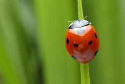 افت نگران‌کننده جمعیت حشرات با آلودگی نوری