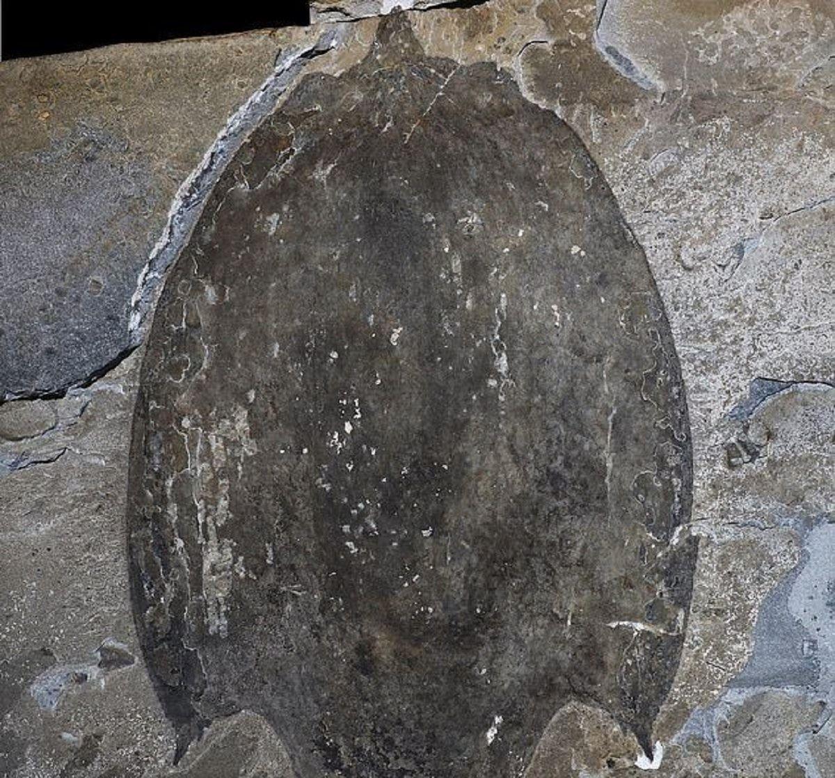 کشف بقایای بندپایانی متعلق به 500 میلیون سال قبل