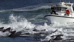 کشتار ۱۴۰۰ دلفین در جزایر فارو