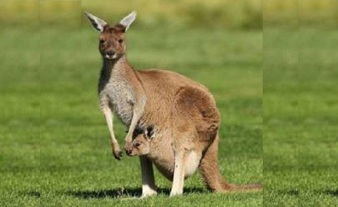 کانگورو، حیوان دوست داشتنی استرالیا